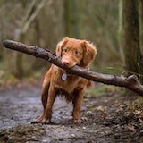 dog carrying large stick